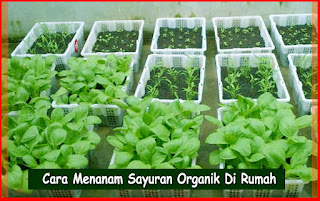 cara menanam sayuran organik di pekarangan rumah