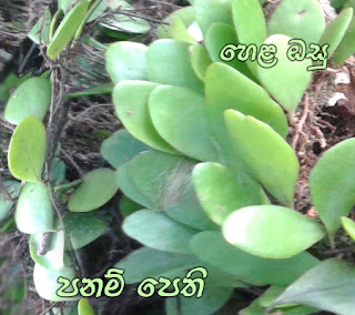 පනම් පෙති 