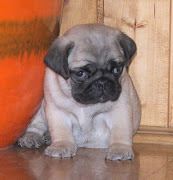 Pug Puppy Pictures