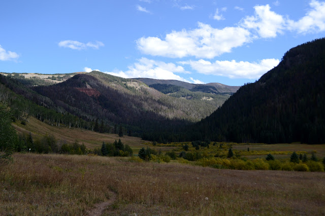 Bear Creek in bushes and trees