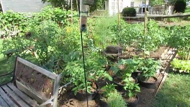 Garden Protection From Birds