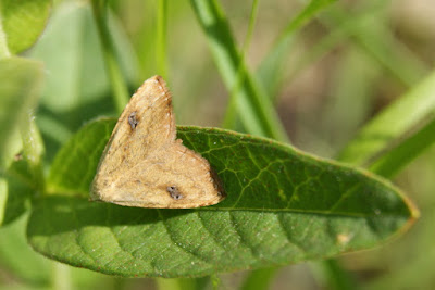 Stro-Uiltje - Strieûltsje - Rivula sericealis