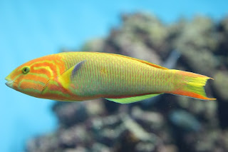 yellow-brown wrasse