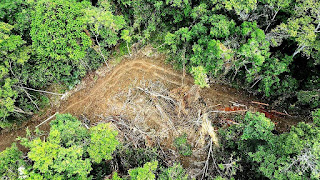 Kasus Kawasan Hutan Simoma Mencuat Kembali, Pelaku Perusak Hutan di Pertanyakan