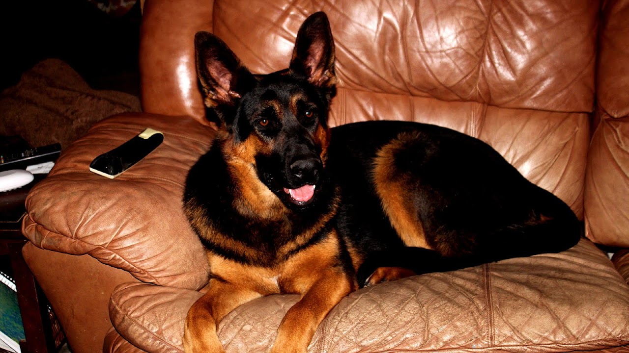 Iowa German Shepherd Puppies For Sale