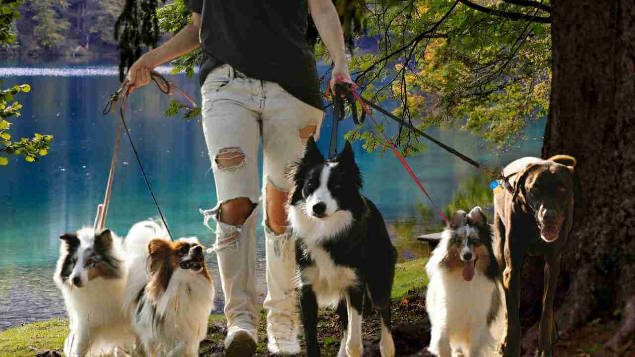 dog breeds maintenance level a