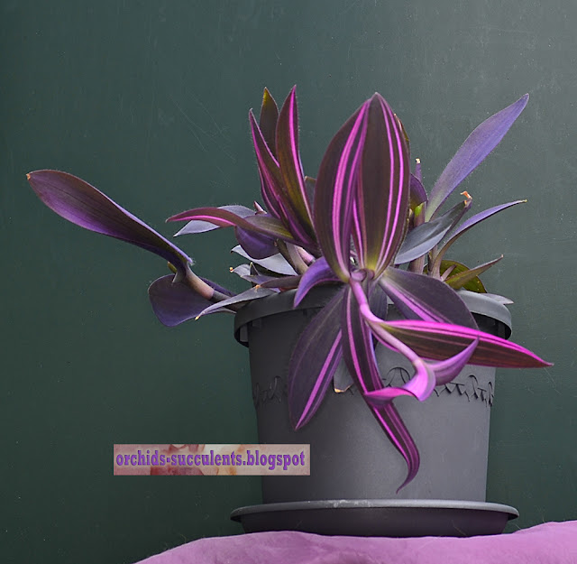 Tradescantia pallida 'Pink Stripe', Variegata, Τραντεσκάντια η ωχρά ποικ. 'Ροζ Ρίγα', ποικιλόχρωμη, πολύχρωμη, πανασέ