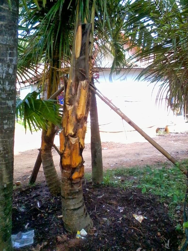Penting Pohon Kelapa Hijau, Pot Anggrek