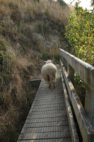 Sheep on a bridge