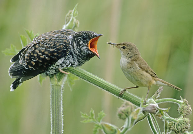 Cuckoo Bird Nest