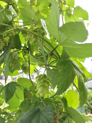 信州早生の毬花