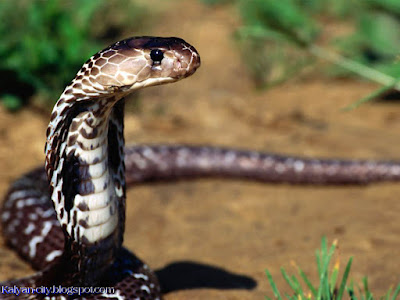 Indian Cobra