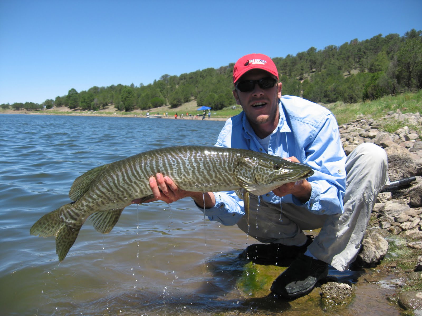 OUTDOORS NM: Trophy Tiger Muskies in Quemado, Bluewater ...