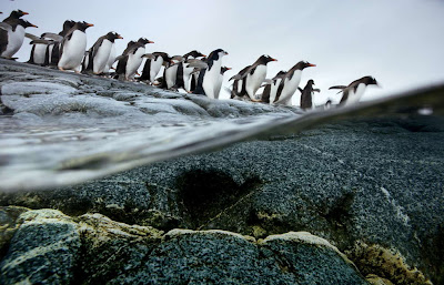 Animal Great Migration | National  Geographic | Foto national geographic Seen On www.coolpicturegallery.us