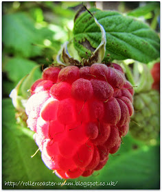 juicy ripe raspberry