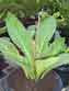 ANTHURIUM JENMANII SERAT GOLDEN