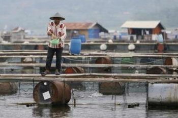 PENGARUH PAKAN BUATAN DAN ALAMI PADA BUDIDAYA IKAN KJA