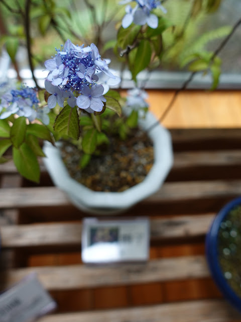 鳥取県西伯郡南部町鶴田　とっとり花回廊　ヤマアジサイ(山紫陽花)