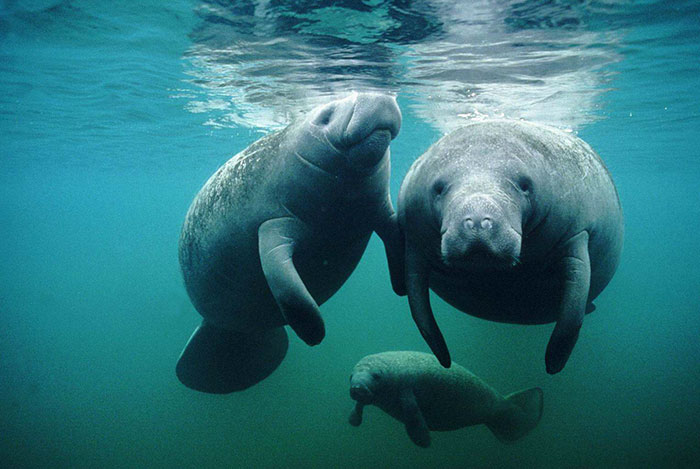 32 Animals That Look Like They’re About To Drop The Hottest Albums Of The Year - Manatee-Nevermind