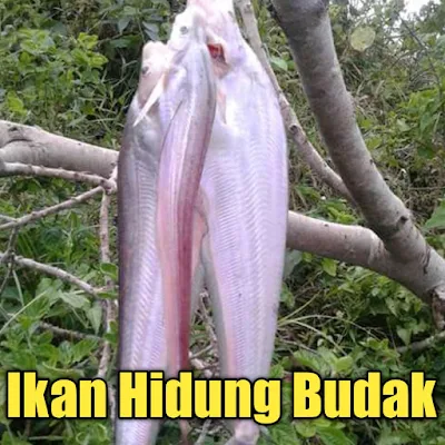 mancing ikan lais hidung budak paling mudah dengan cara ini