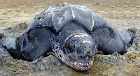 A leatherback turtle