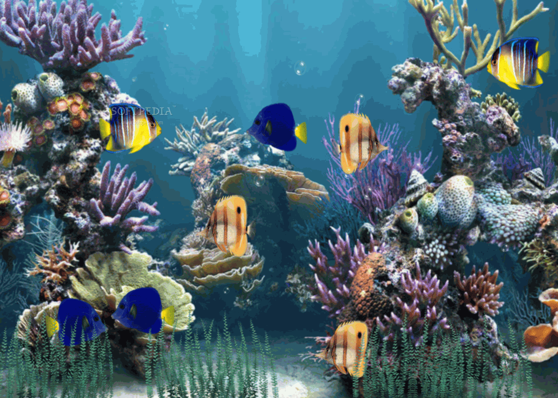  Aquarium  Wallpaper  Animated Wallpaper  Animated