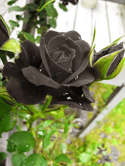 http://www.novelmelayukreatif.com/index.php/karya-kreatif/novel/cinta/item/1298-black-rose