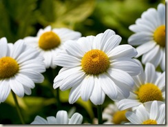 Margaridas