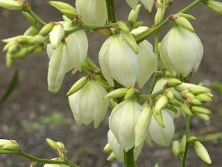 Yucca filamenteux - Yucca à fils - Yucca filamentosa