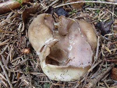 Babia Góra, grzyby na Orawie, grzyby Babiej Góry, koronica ozdobna Sarcosphaera coronaria