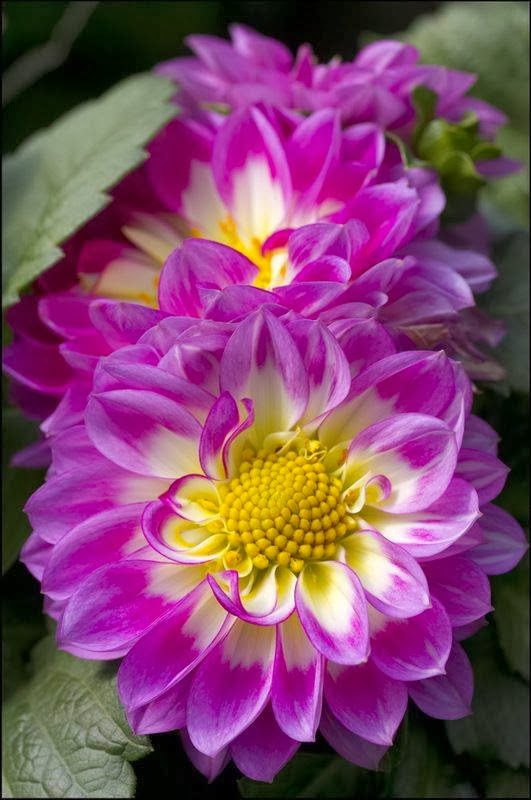  dahlia