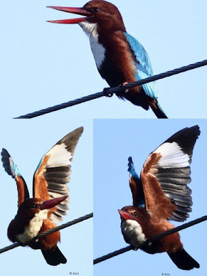 White-throated Kingfisher