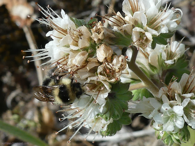 bumble bee on phacelia