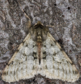 Pale Brindled Beauty,  Phigalia pilosana.  Hayes, 14 February 2015