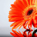 Gambar Bunga Gerbera