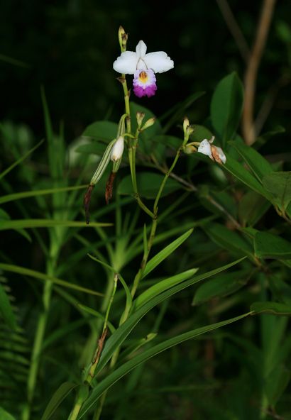 Bamboo Orchid Plant5