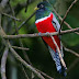 El impresionante Trogón Acollarado, Collared Trogon