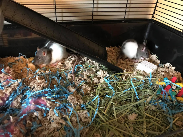 pet rats eating food in separate corners of their cage