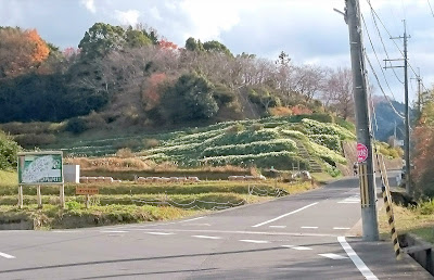 スイセンの丘(千早赤阪村)２０１８～２０１９年