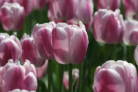 Delicate Pink Tulips at the Canadian Tulip Festival Ottawa, Canada