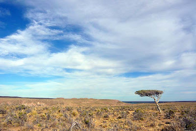 Puerto Deseado - una llanura