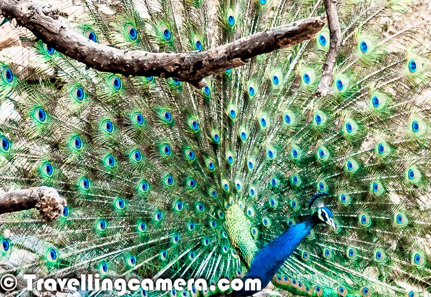 The Indian Peacock, also known as the peafowl, is renowned for its striking appearance, characterized by iridescent blue-green plumage, long and elegant tail feathers adorned with eye-catching "ocelli" or eye spots, and a majestic crest atop its head. The male peacock, known as the peafowl, displays a vibrant train of feathers during courtship displays, which can measure up to 60% of its total body length. The female peahen, although less adorned, possesses a subtle beauty of her own, with muted brown plumage that serves as effective camouflage in the forest understory.