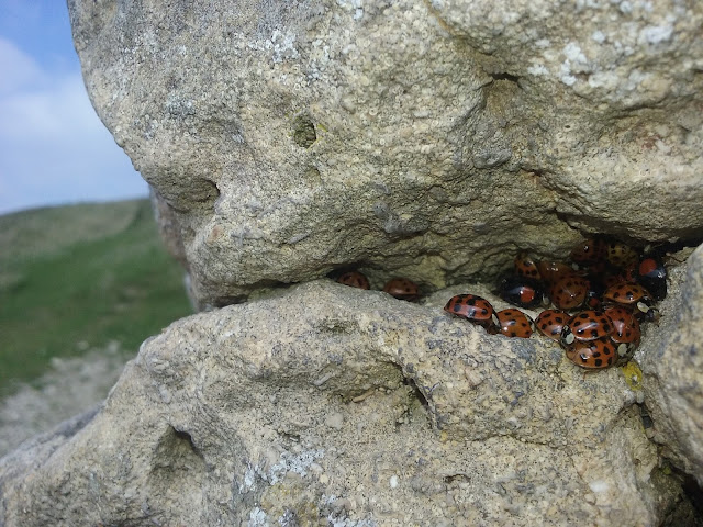 ladybirds in rock, cleeve hill