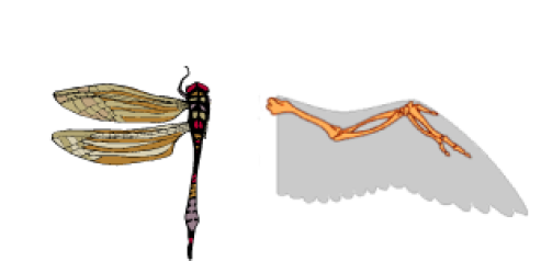 HEREDITY AND EVOLUTION