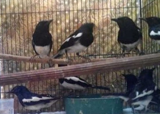 Cara Memilih Burung Kacer Bahan Obyokan Prospek