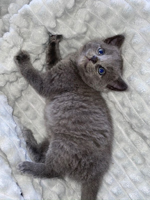 russian blue kittens for adoption,russian blue cats,blue kittens,russian blue kittens for sale in kuwait,ruissian blue breeders in asia,blue kittens near me