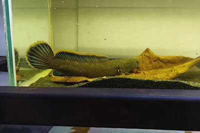 Apa Keistimewaan Ikan Channa Limbata?