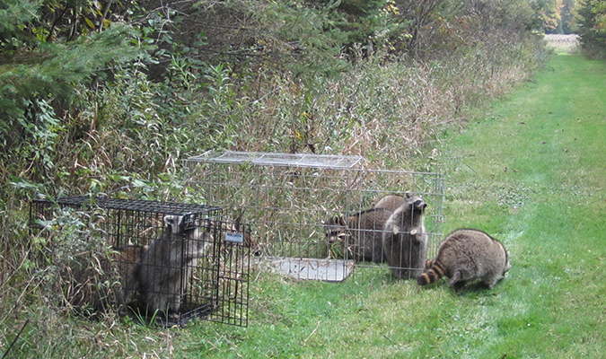 raccoon woodwork aprons