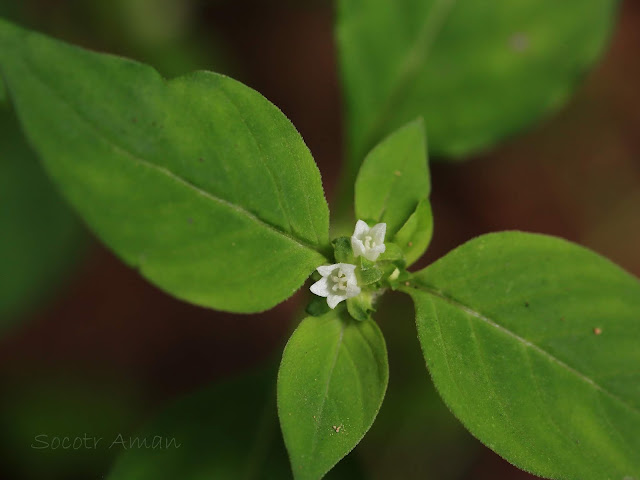 Hedyotis lindleyana