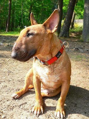 Bull Terrier